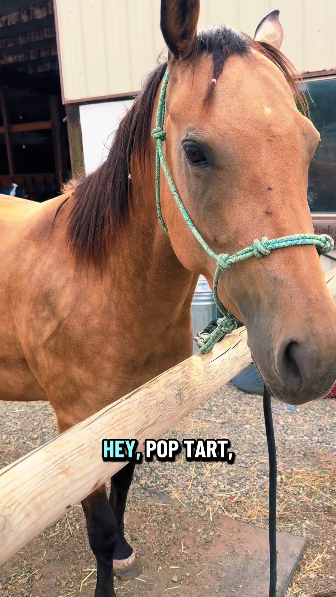 @Cowgirl Tuff Colt Training ❤️