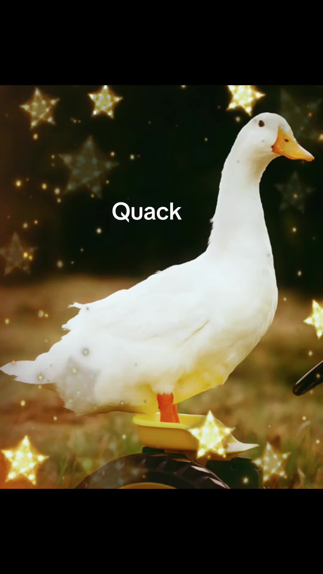 @Sir Quackington