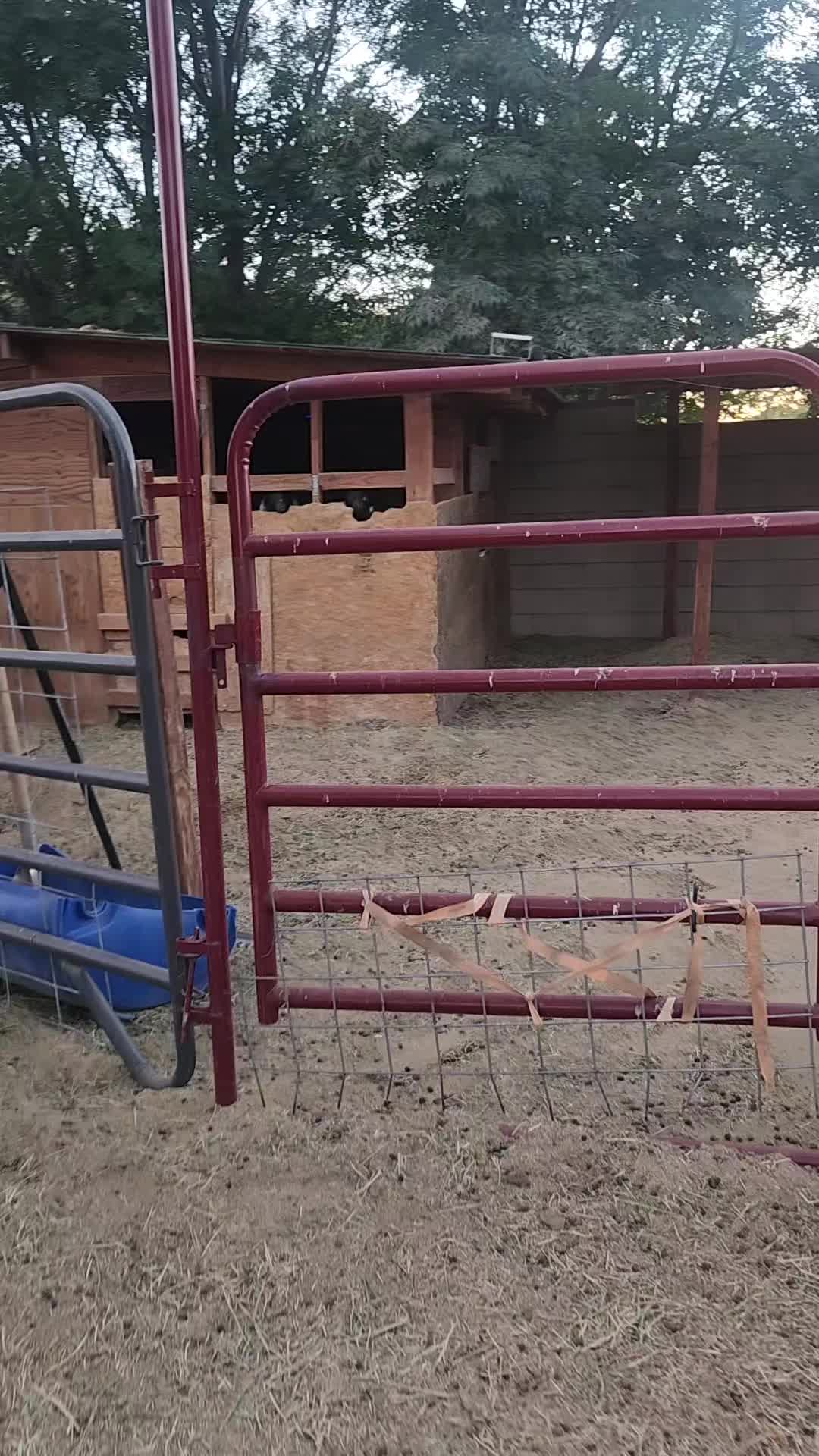 @Nancy | F&N Goat Farm 🐐