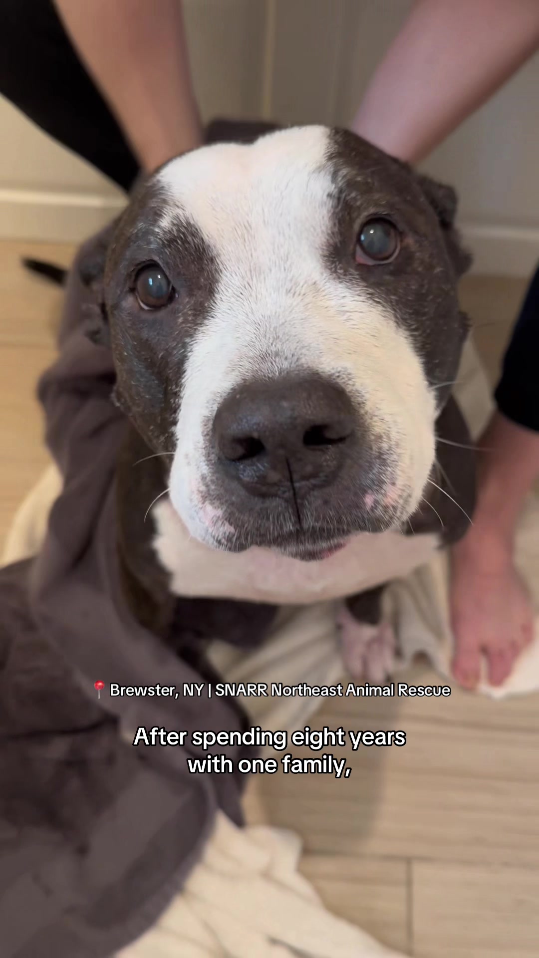@Adopt a Pet