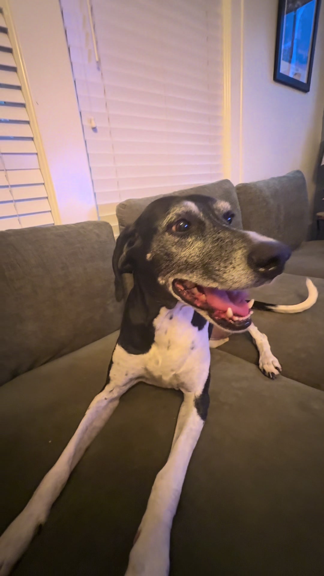 @Lexithejumpingdog