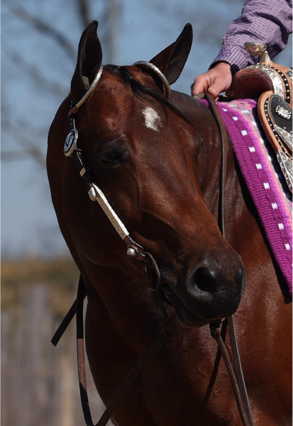 @Miranda | Equine Photographer