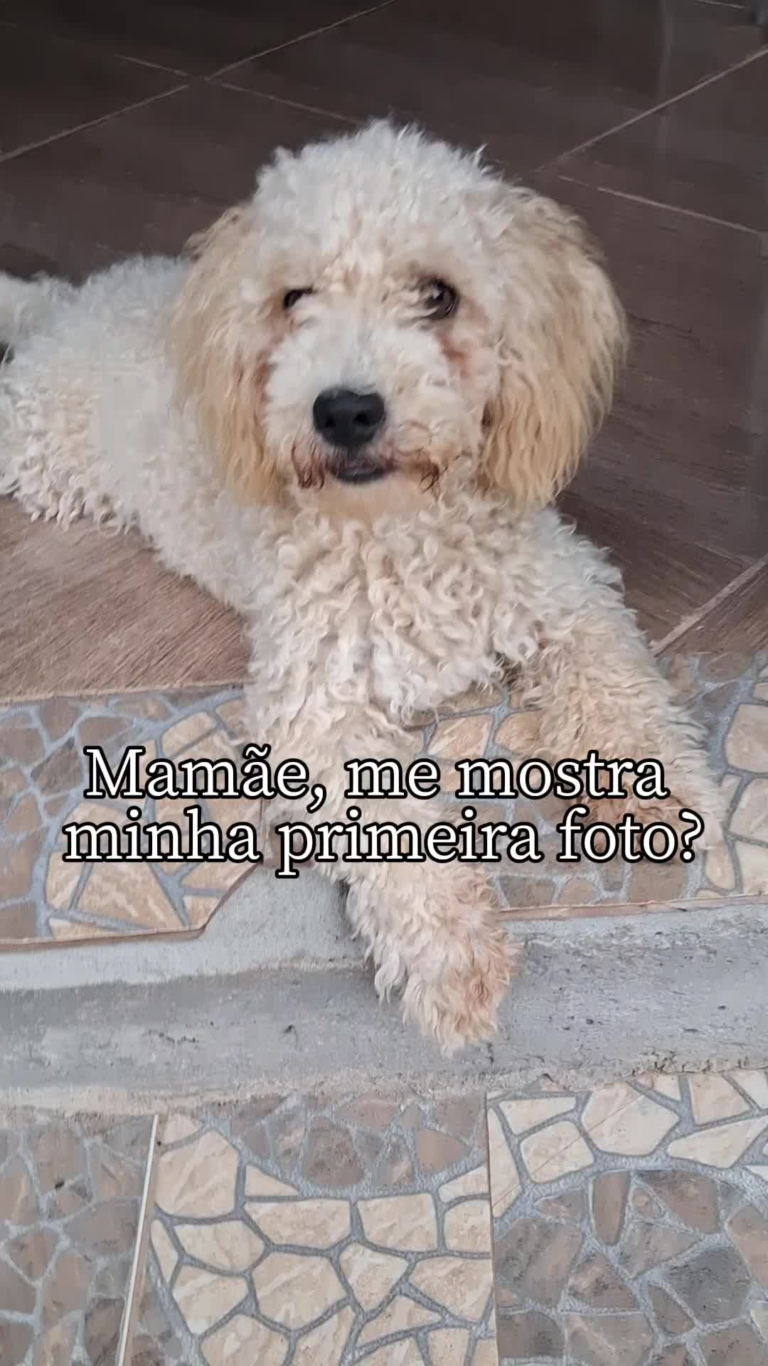 @Pitanga