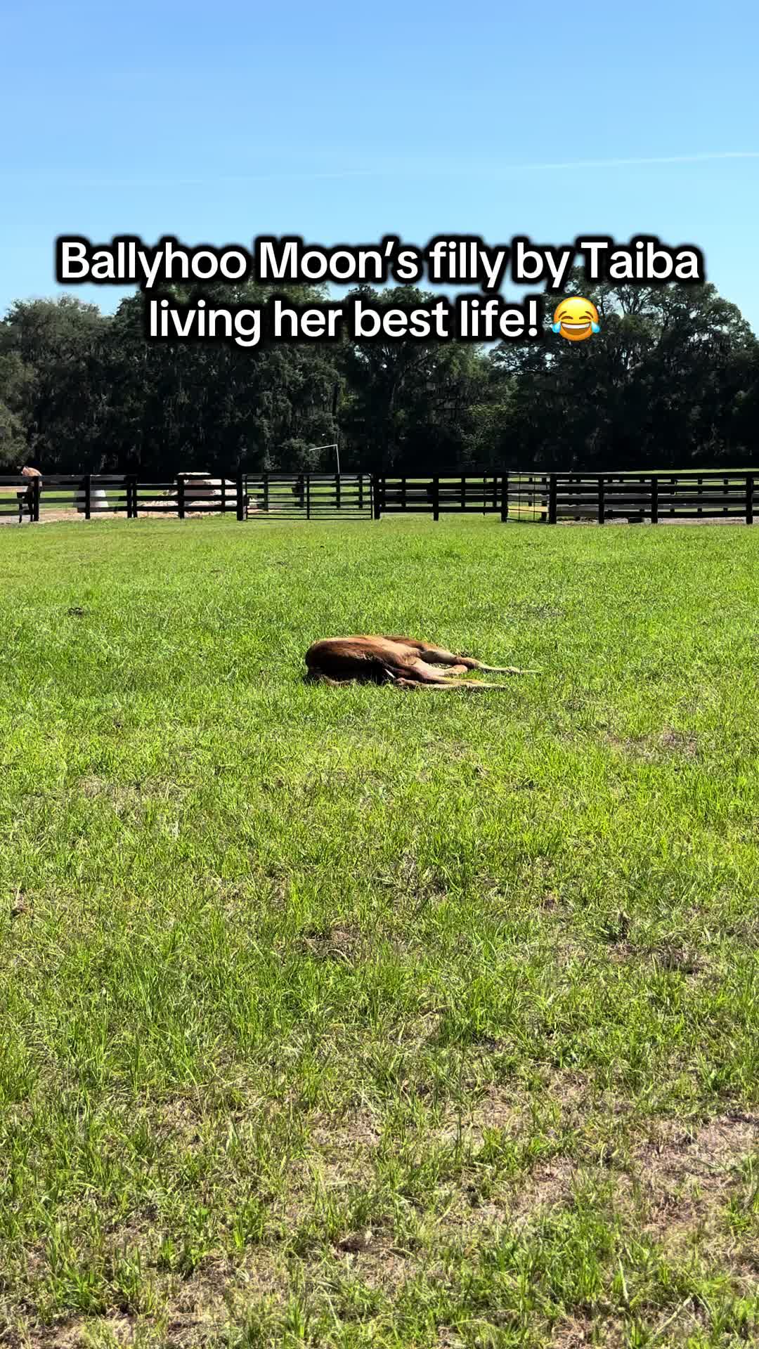 @Ashley at Rivermont Farm🐎🐶