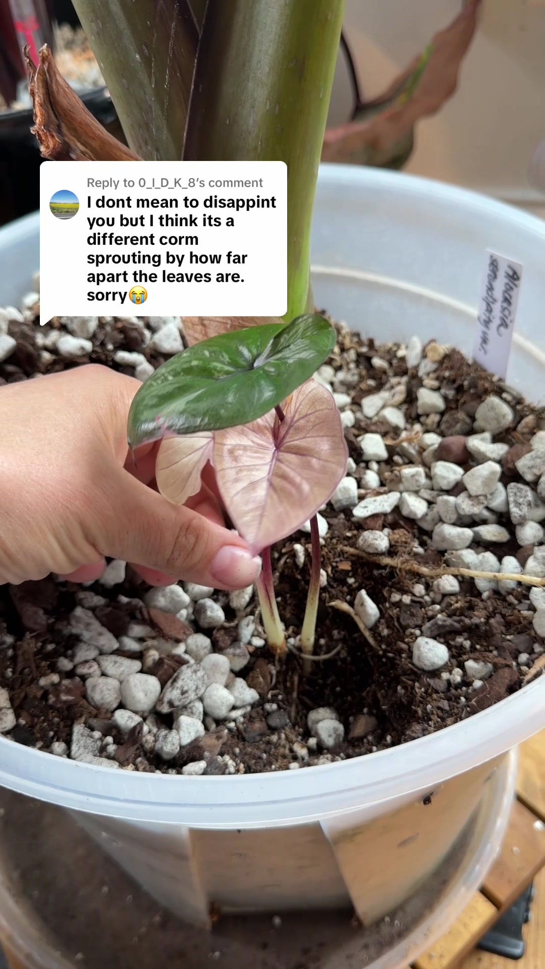 @alltheplantbabies