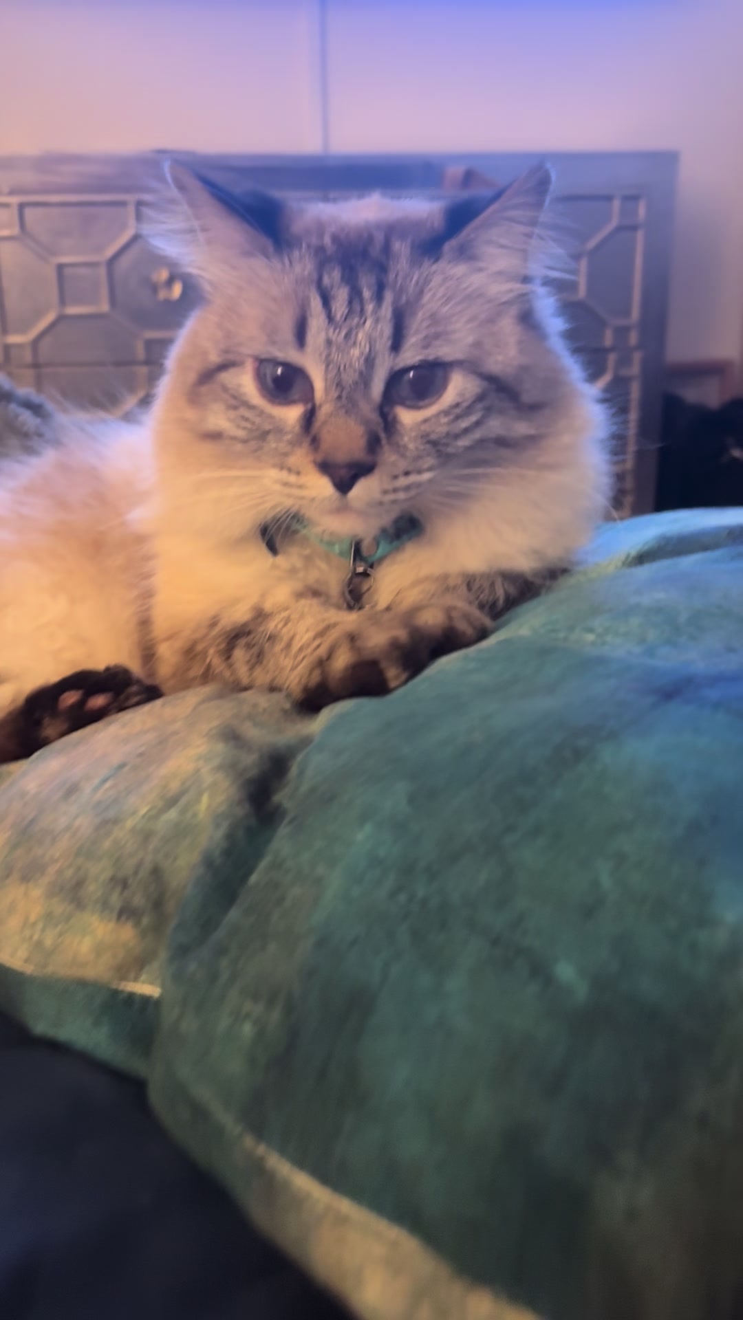 @Brock Meowsnar