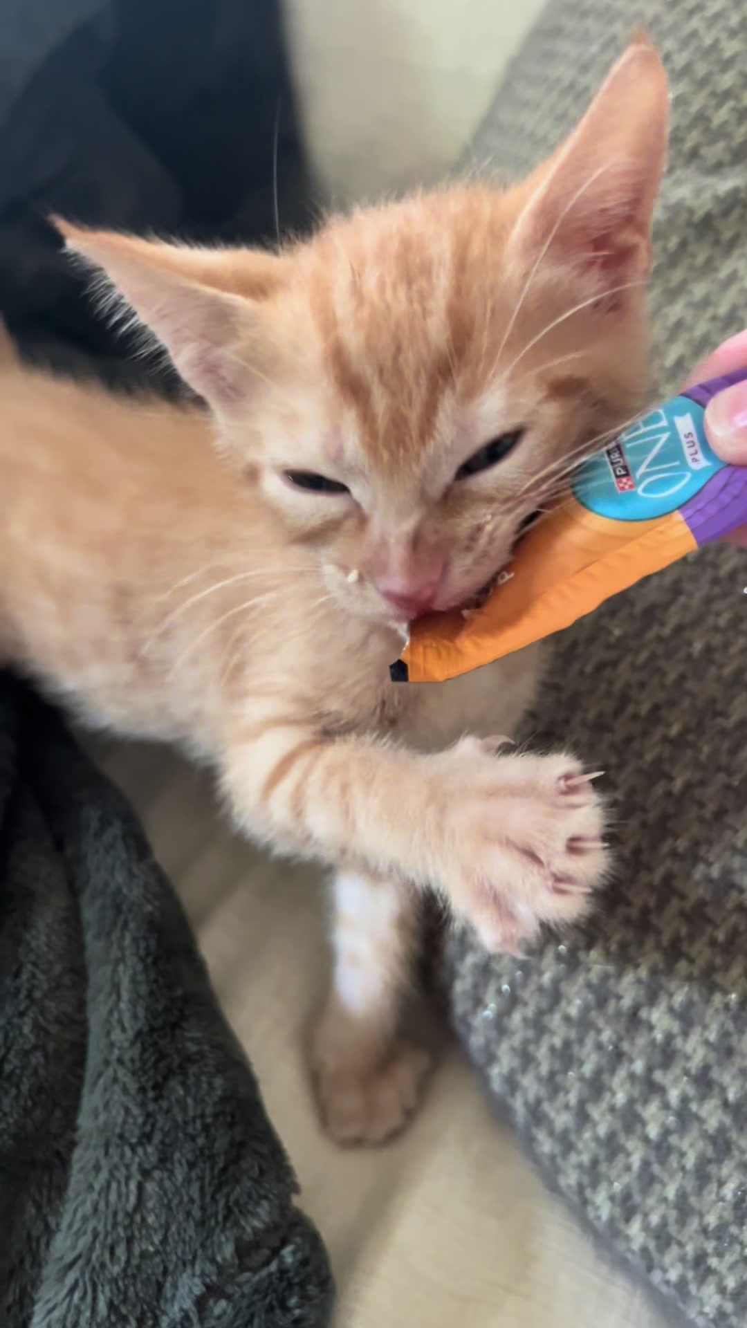 @Kitten.mama