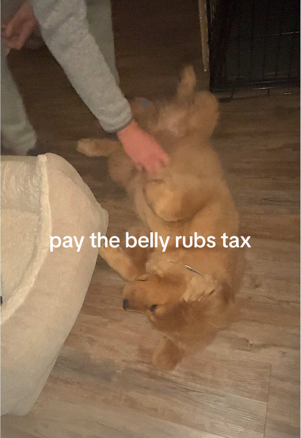 @Good Boy Bodhi 🦁
