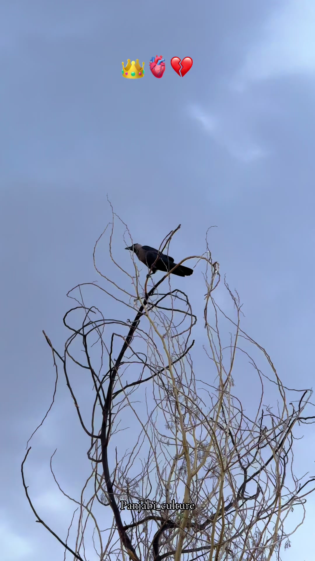 @پنجابی کلچر 🌾🍂