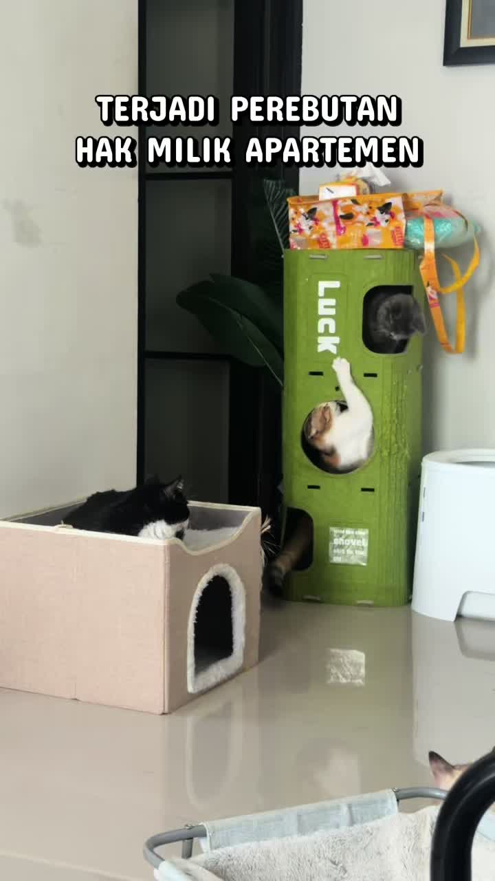 @Rapalguna | bapakkucing 🐱