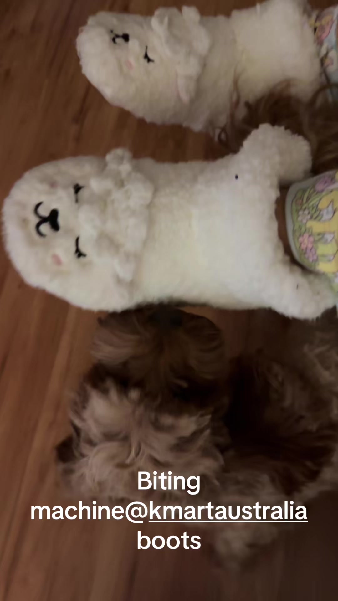 @Teddy the cutie pie