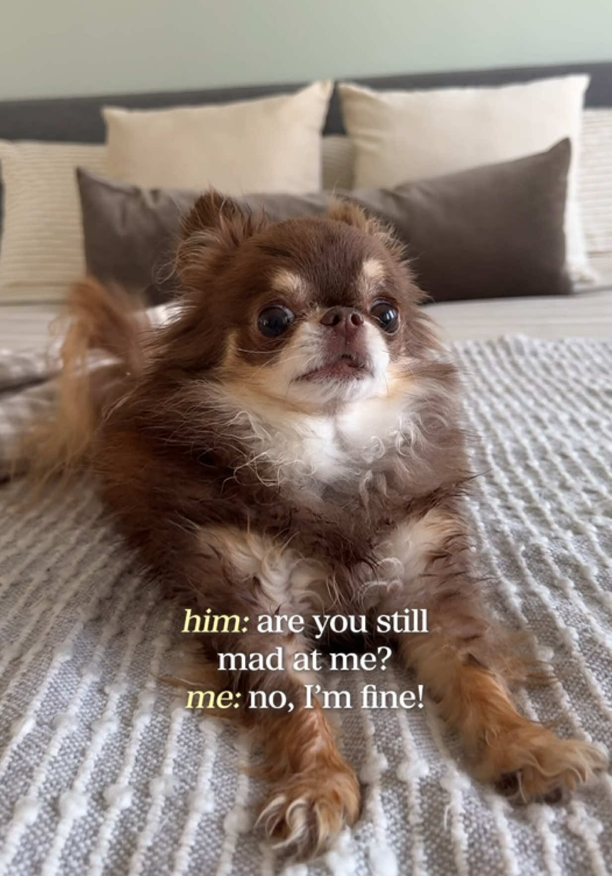 @Lou the Chichi