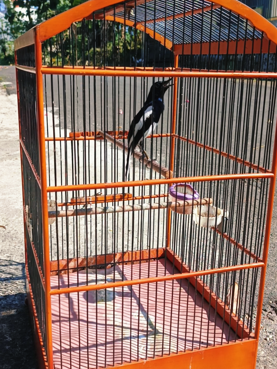 @Emperium Birds