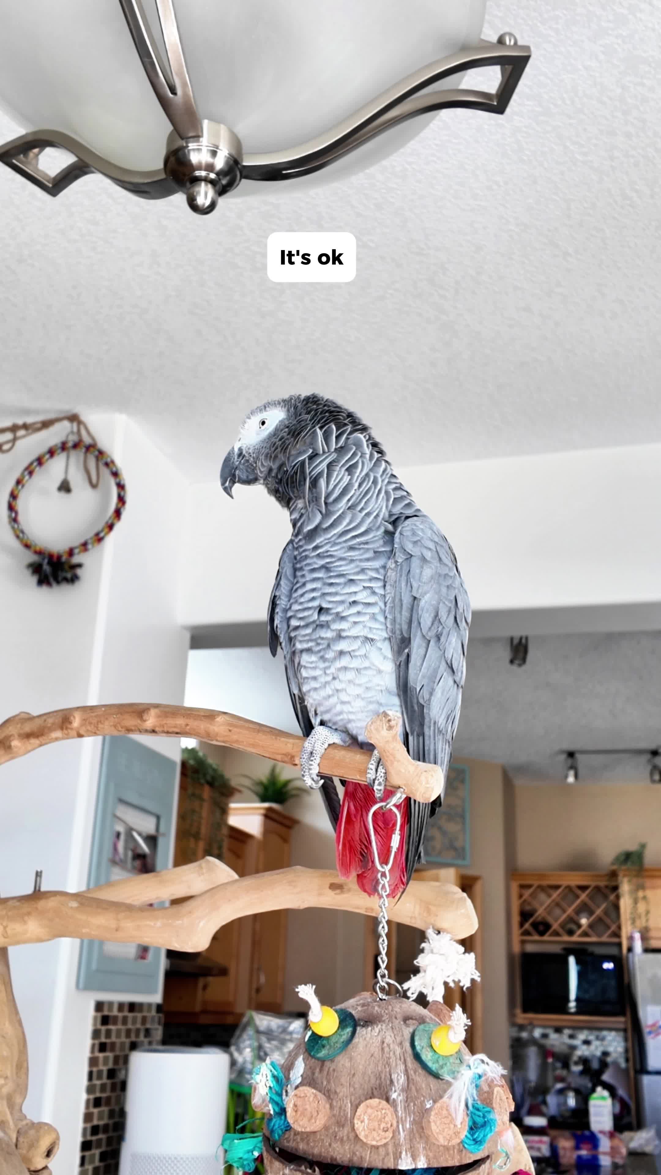 @Gizmo The Grey Bird