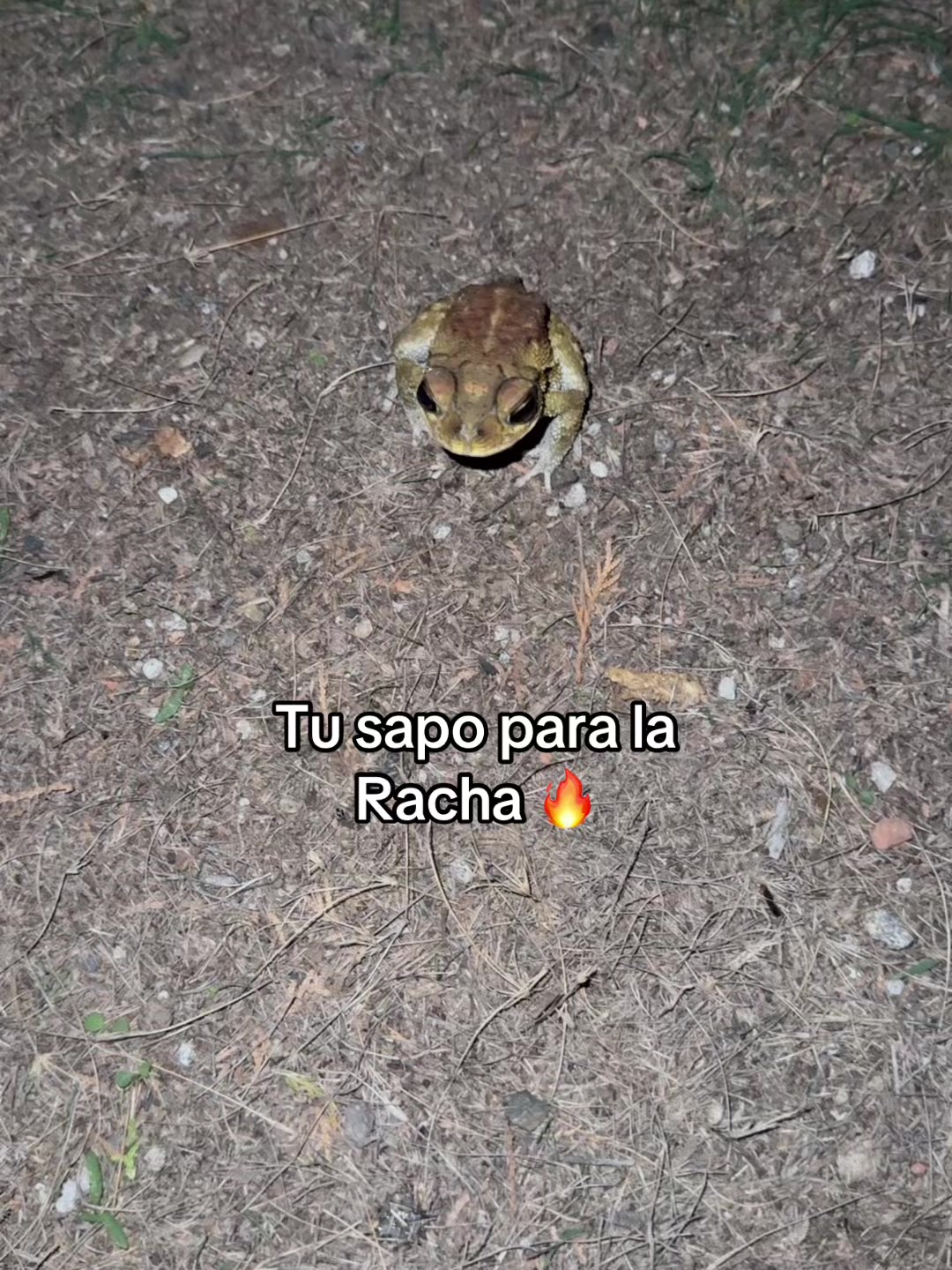 @Ronaldo García