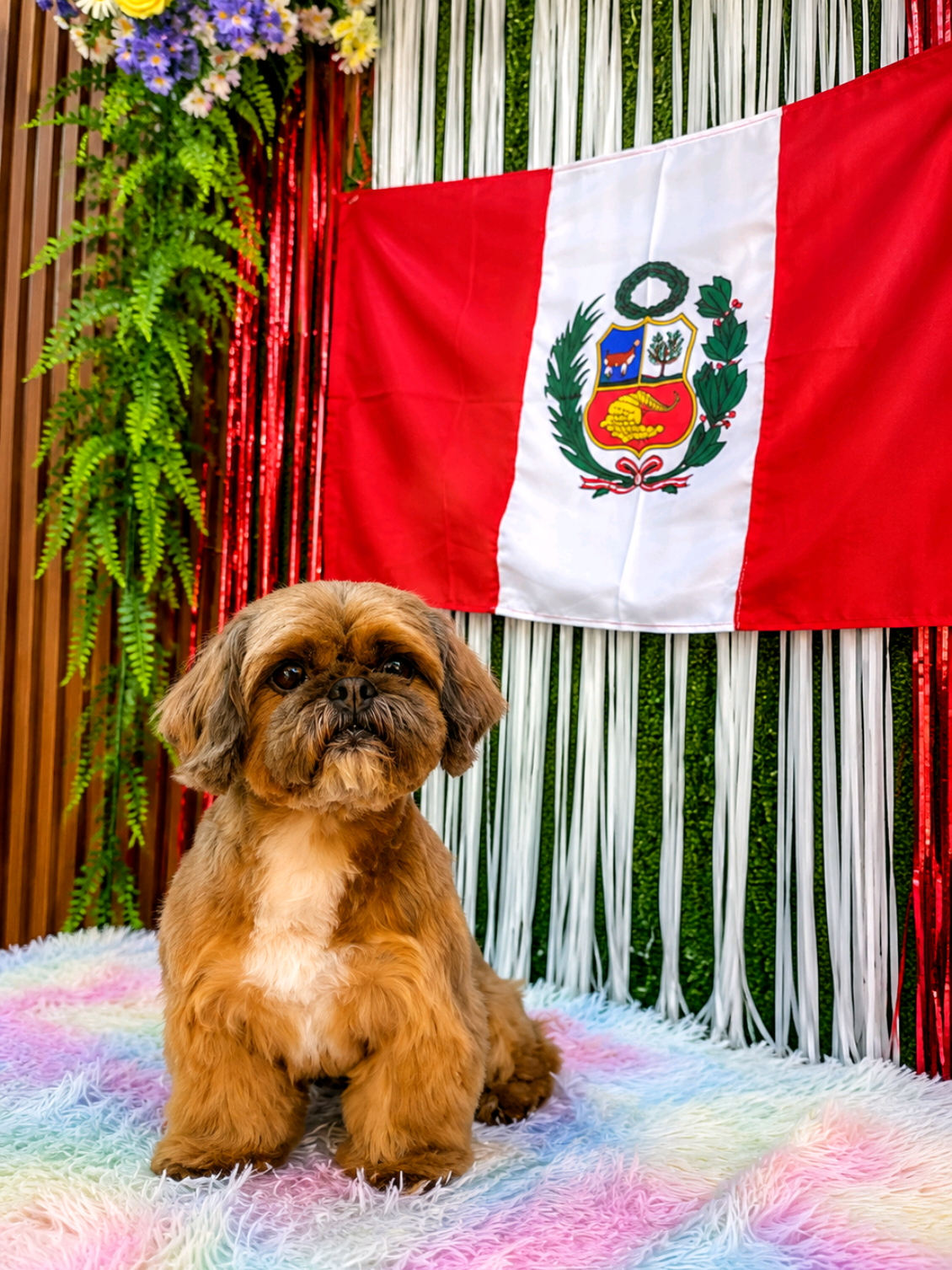 @Aura Canina (Spa & Grooming)