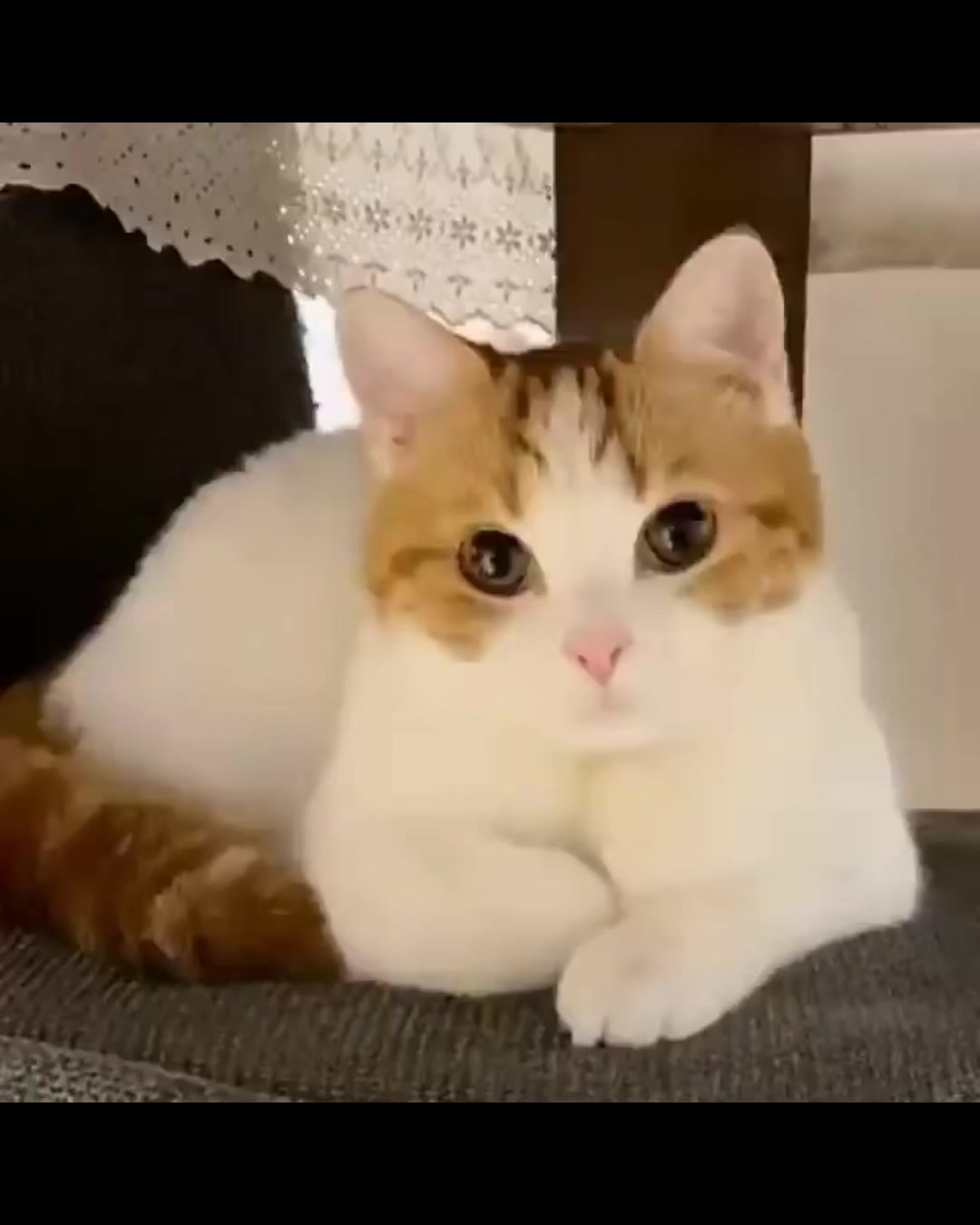 @UCHINOKOmohumohu