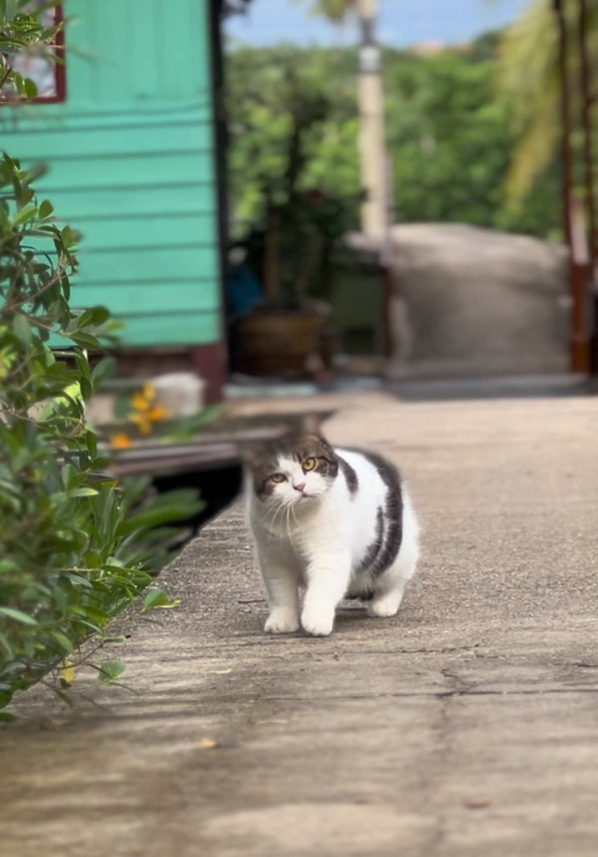 @บ้านผมมีแมวสามตัว😸