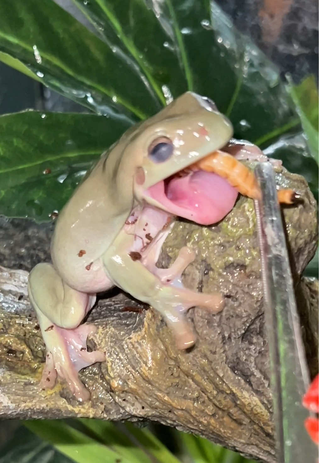 @🐍 Derricks Reptiles 🐍