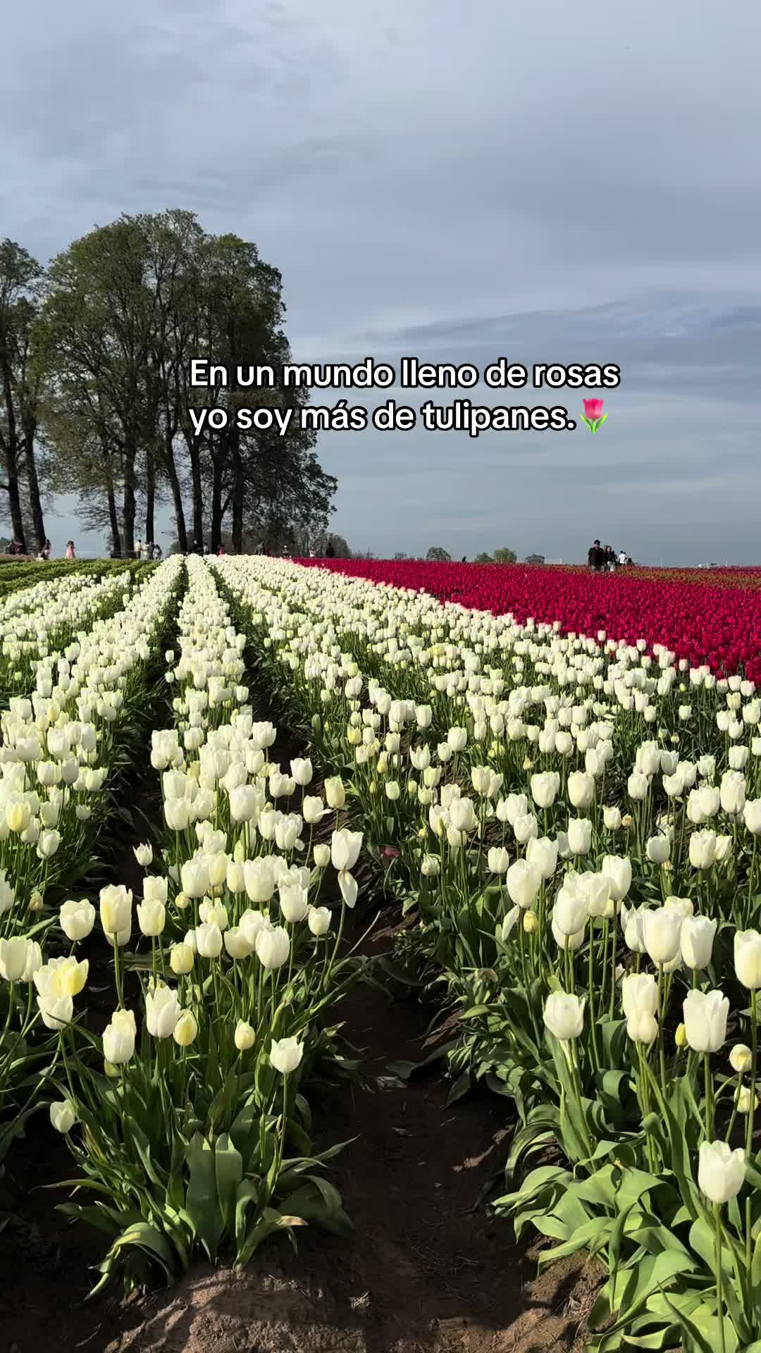 @•Zuly•