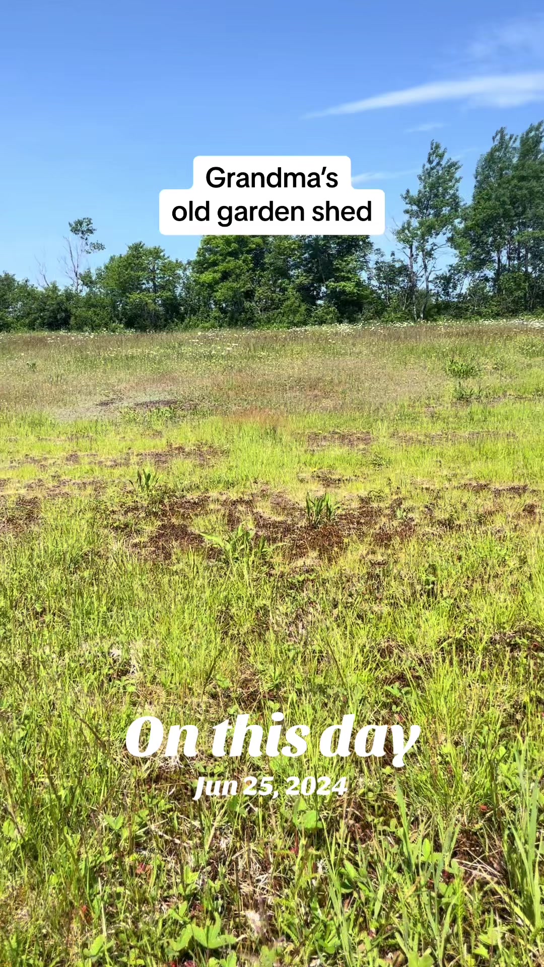 @starboundhorses
