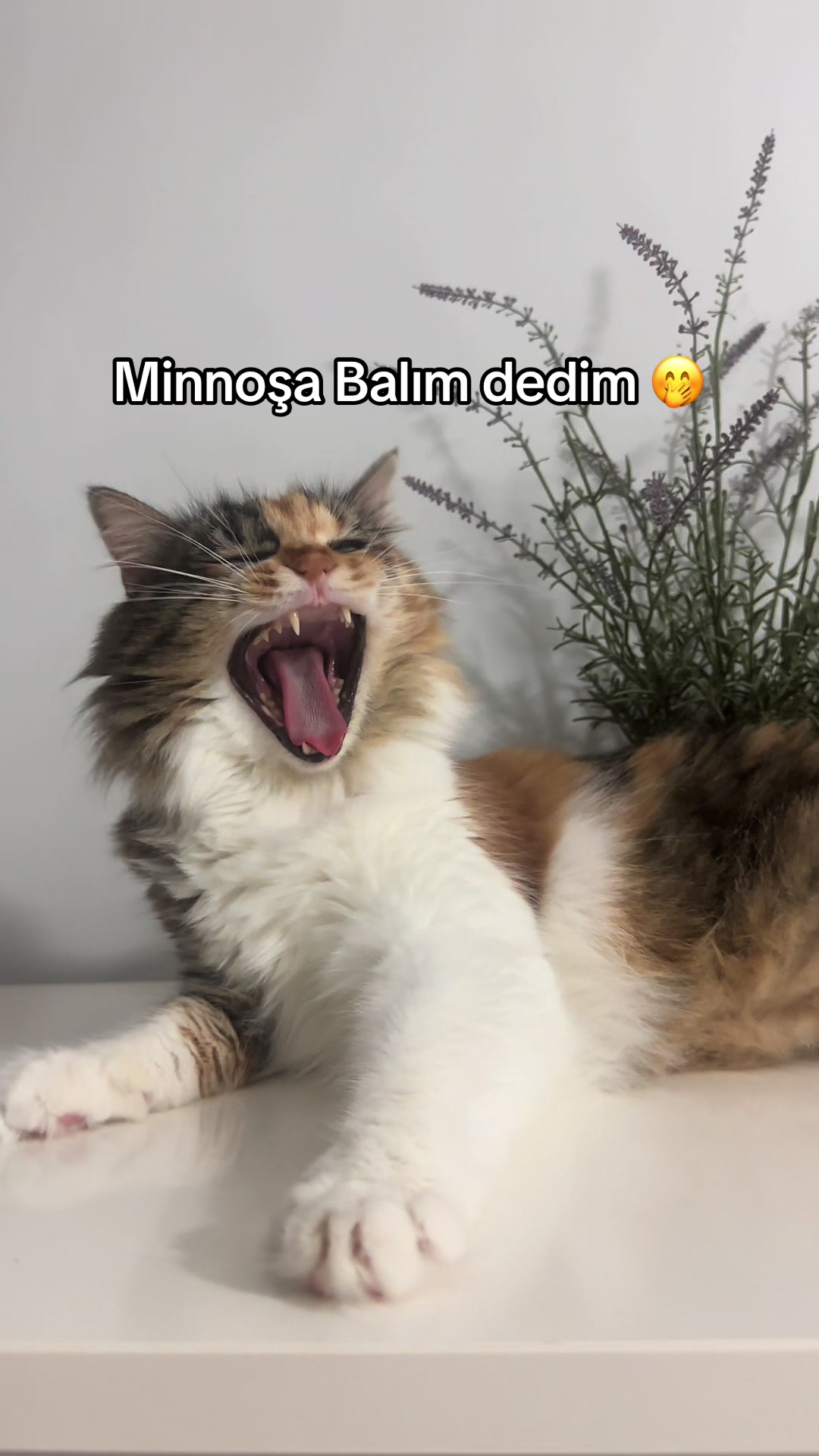 @konusankediminnos