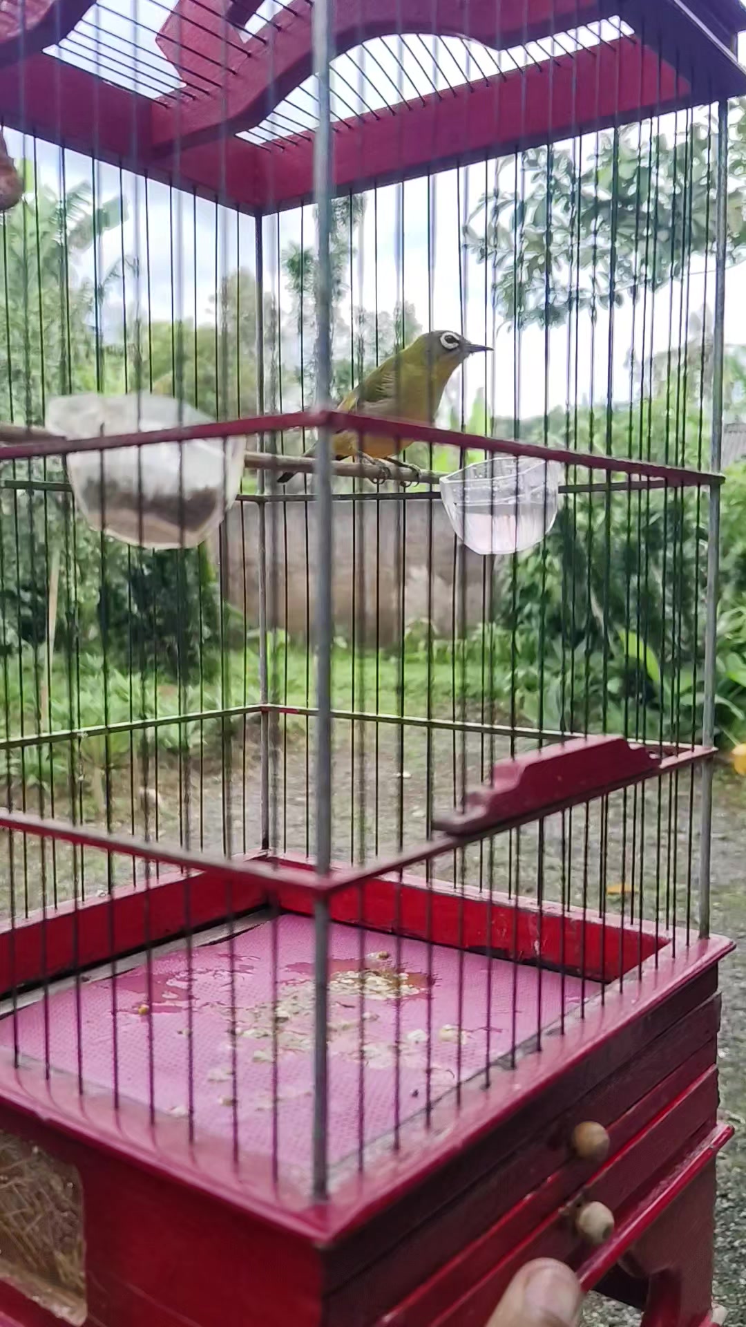 @NDX BIRD FARM