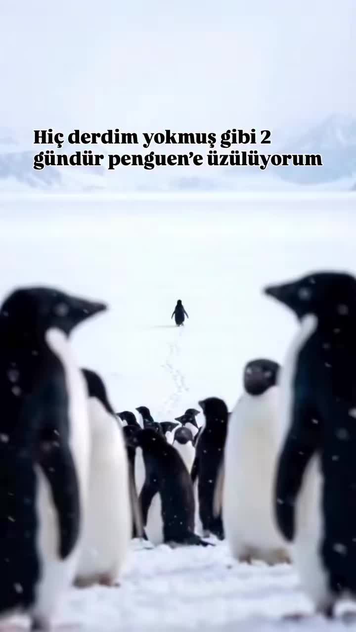 @𝟰𝘿𝙨 𝙆𝙐𝙍𝙏 𝘽𝙀𝙔 🐺