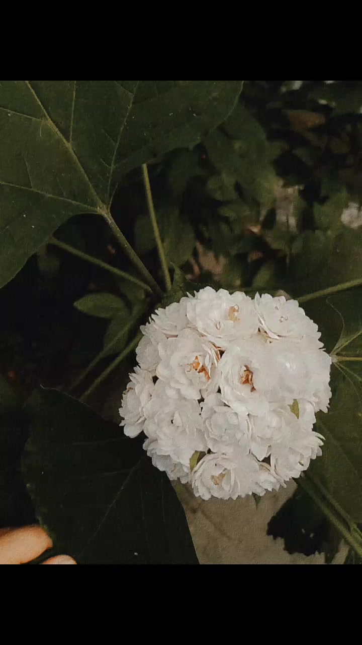 @ᥫ᭡♡𝓖𝓾𝓶𝓶𝔂 𝓑𝓻𝓮𝓪𝓻♡ᥫ᭡