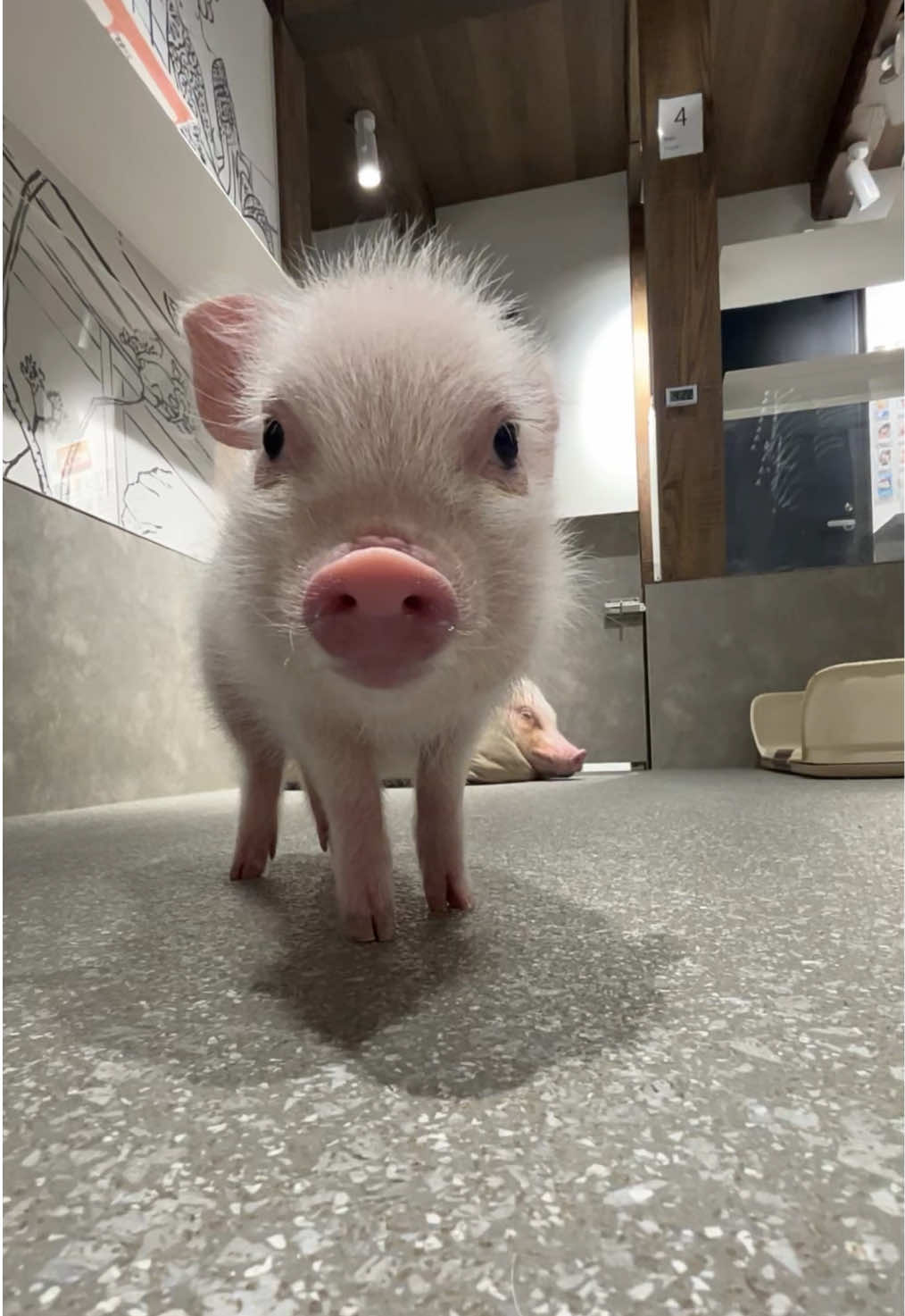 @pignic