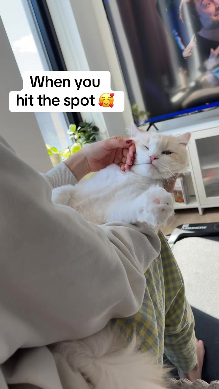 @Brody The Ragdoll Cat