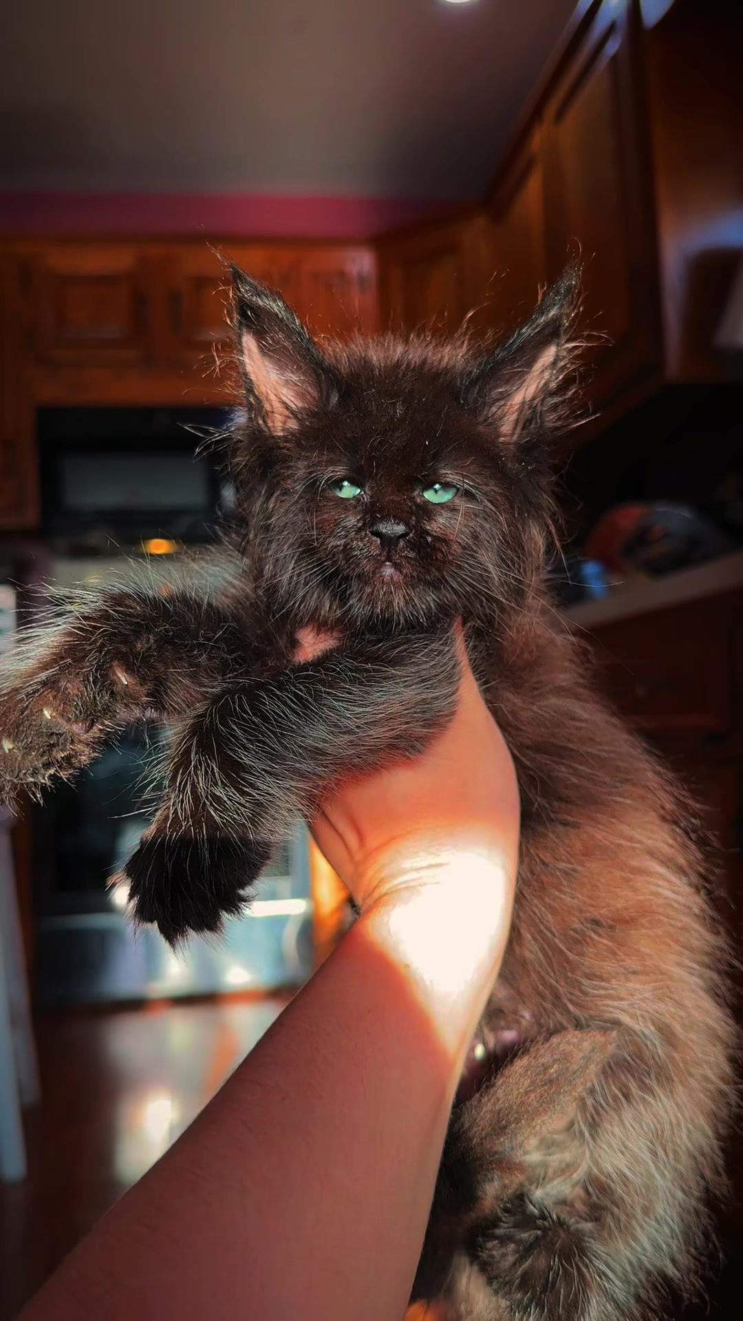 @Mossy&ensp;Cottage&ensp;Maine&ensp;Coons&ensp;🌙