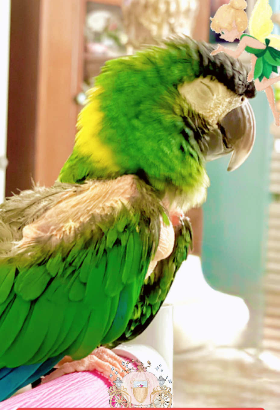 @RainbowParrotRescueFlorida