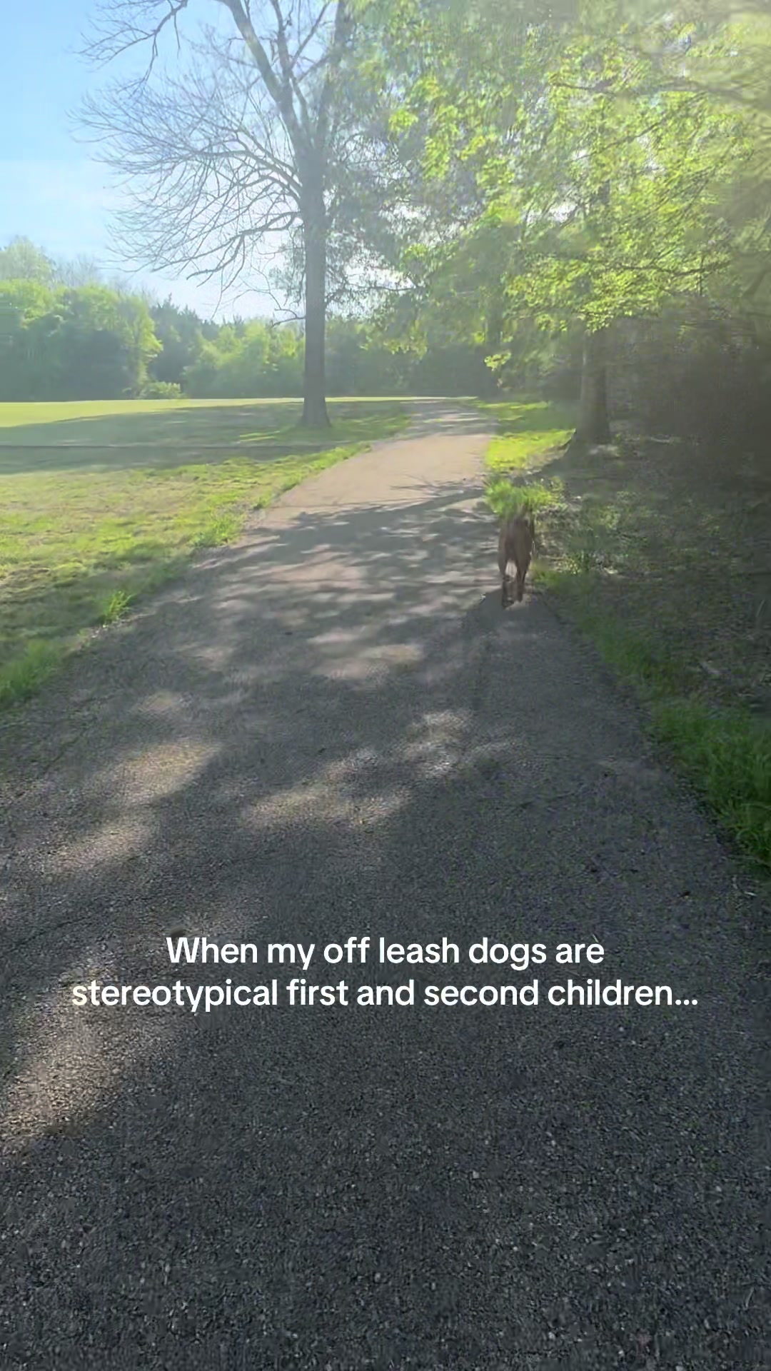 @Tycho the vizsla