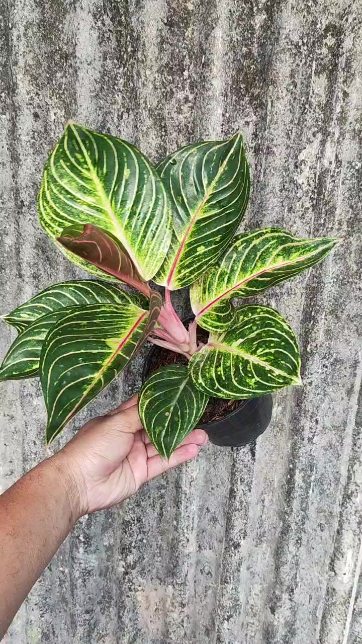 @Ronaldo_Aglaonema