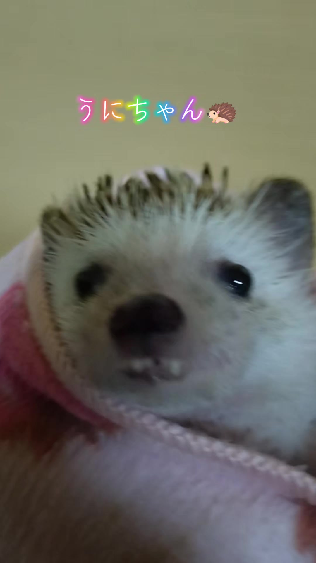 @ðŠãã«ããðŠ