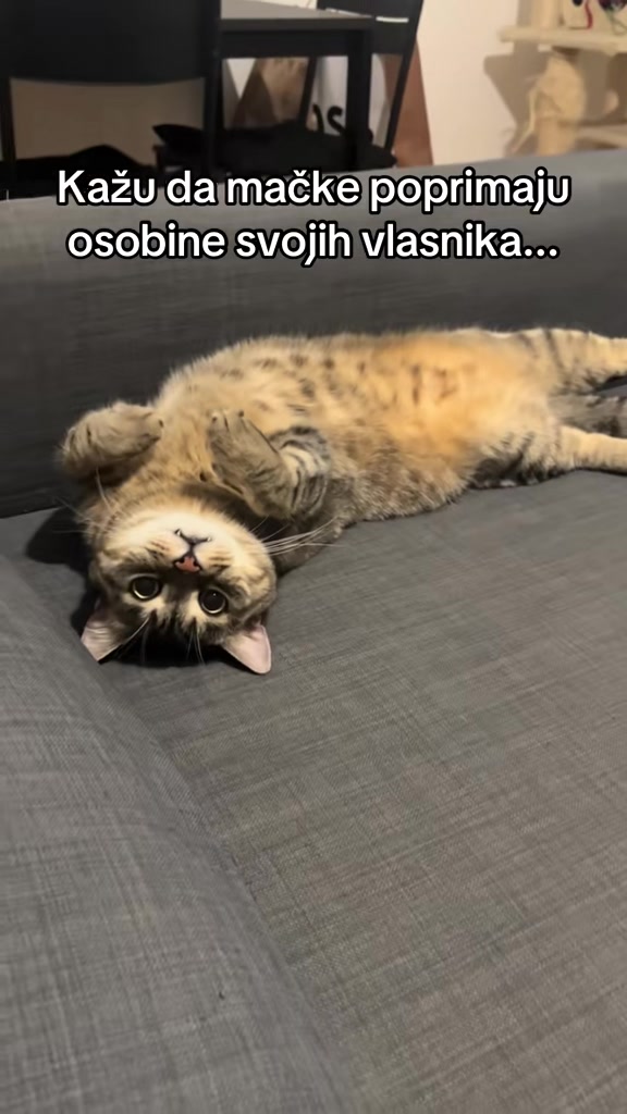 @leyla