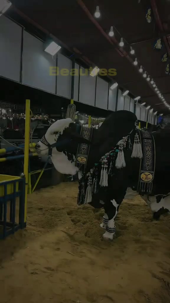 @cow lover@