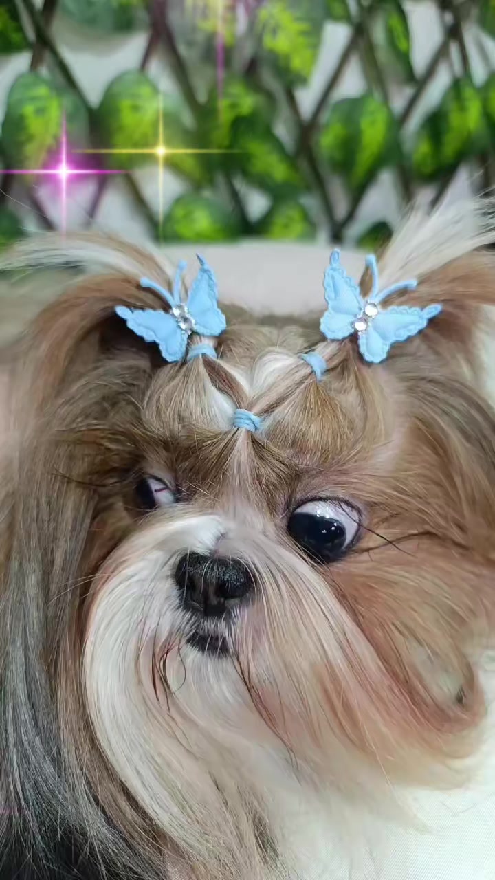 @Dog Ville Petcare