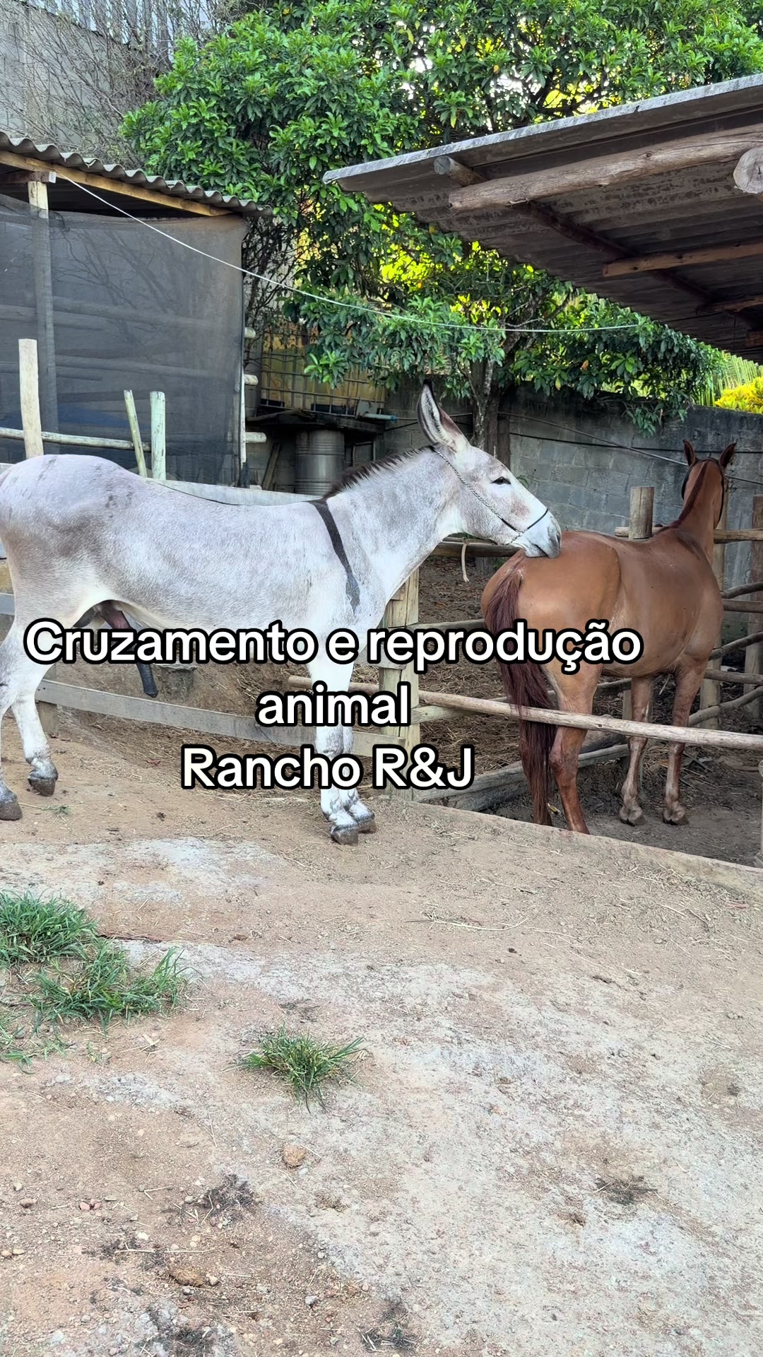 @claudenir Pereira Pinto