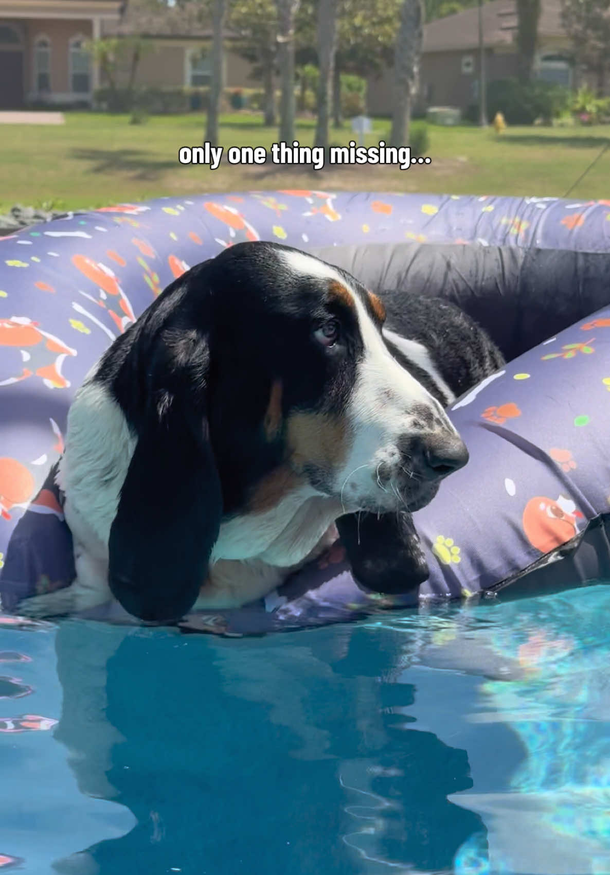 @🐾BillieBasset🐾