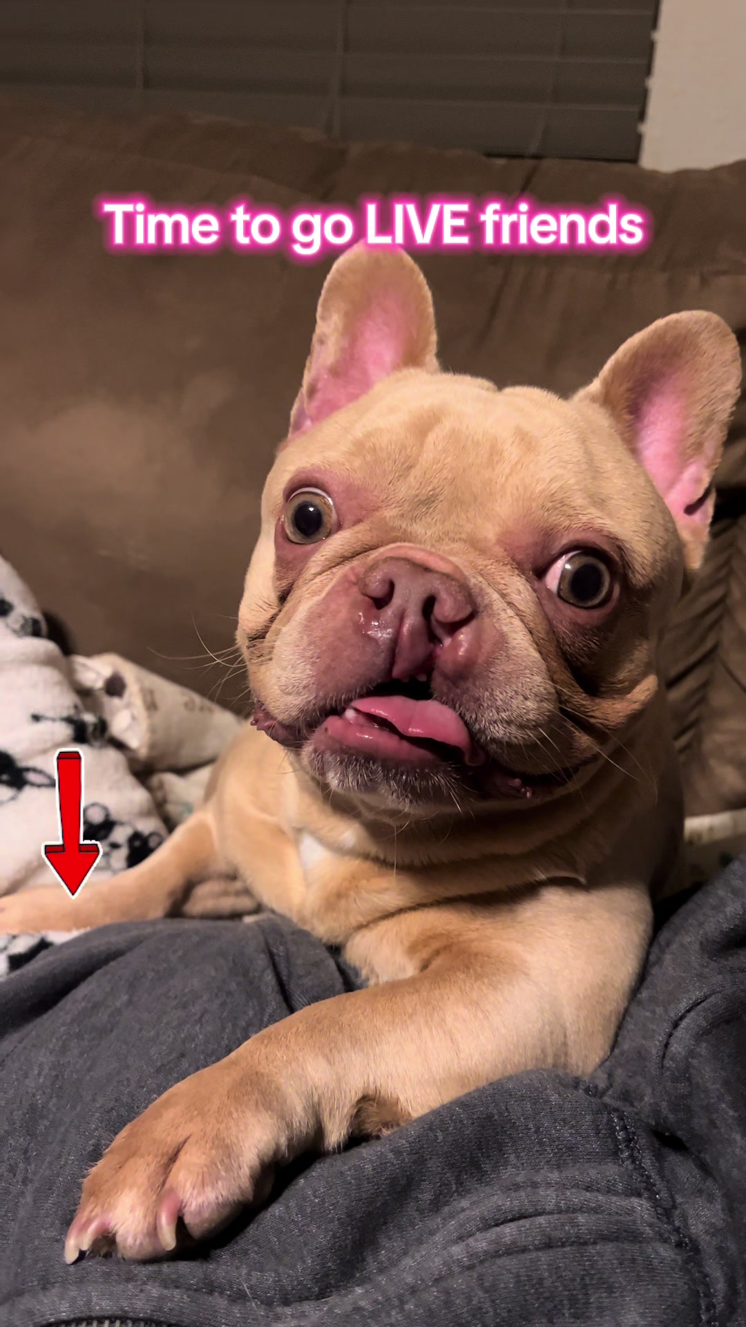 @Peanut the Frenchie 🐾