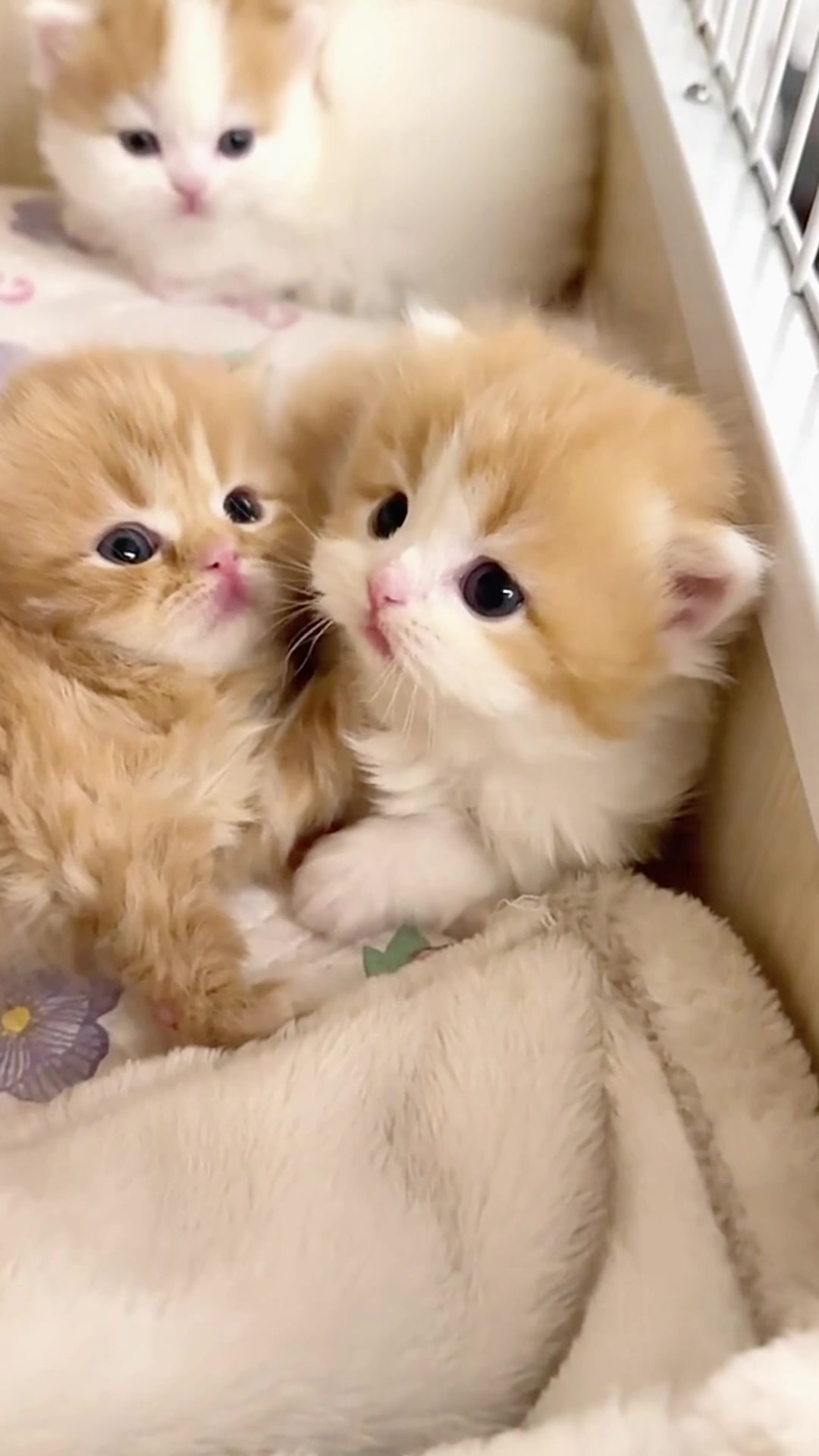 @catbosssss