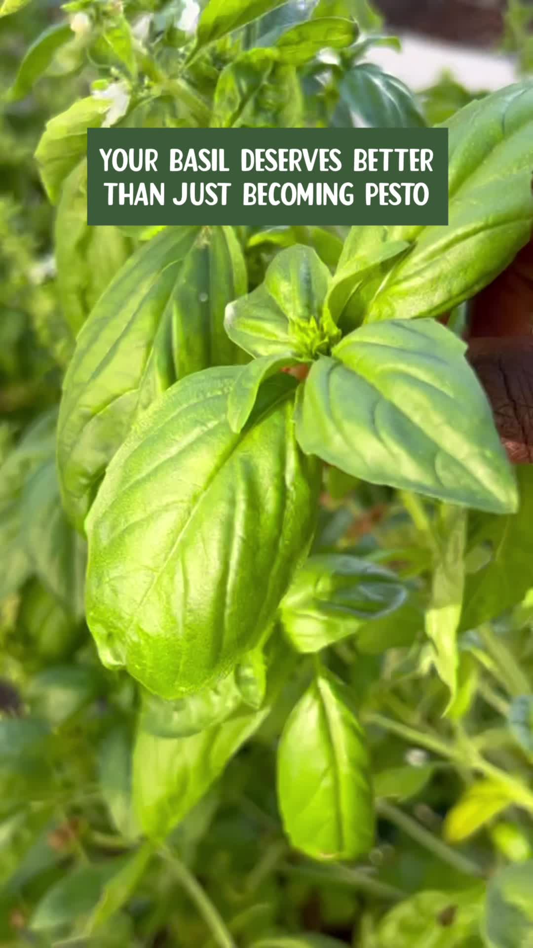 @curlycultivators