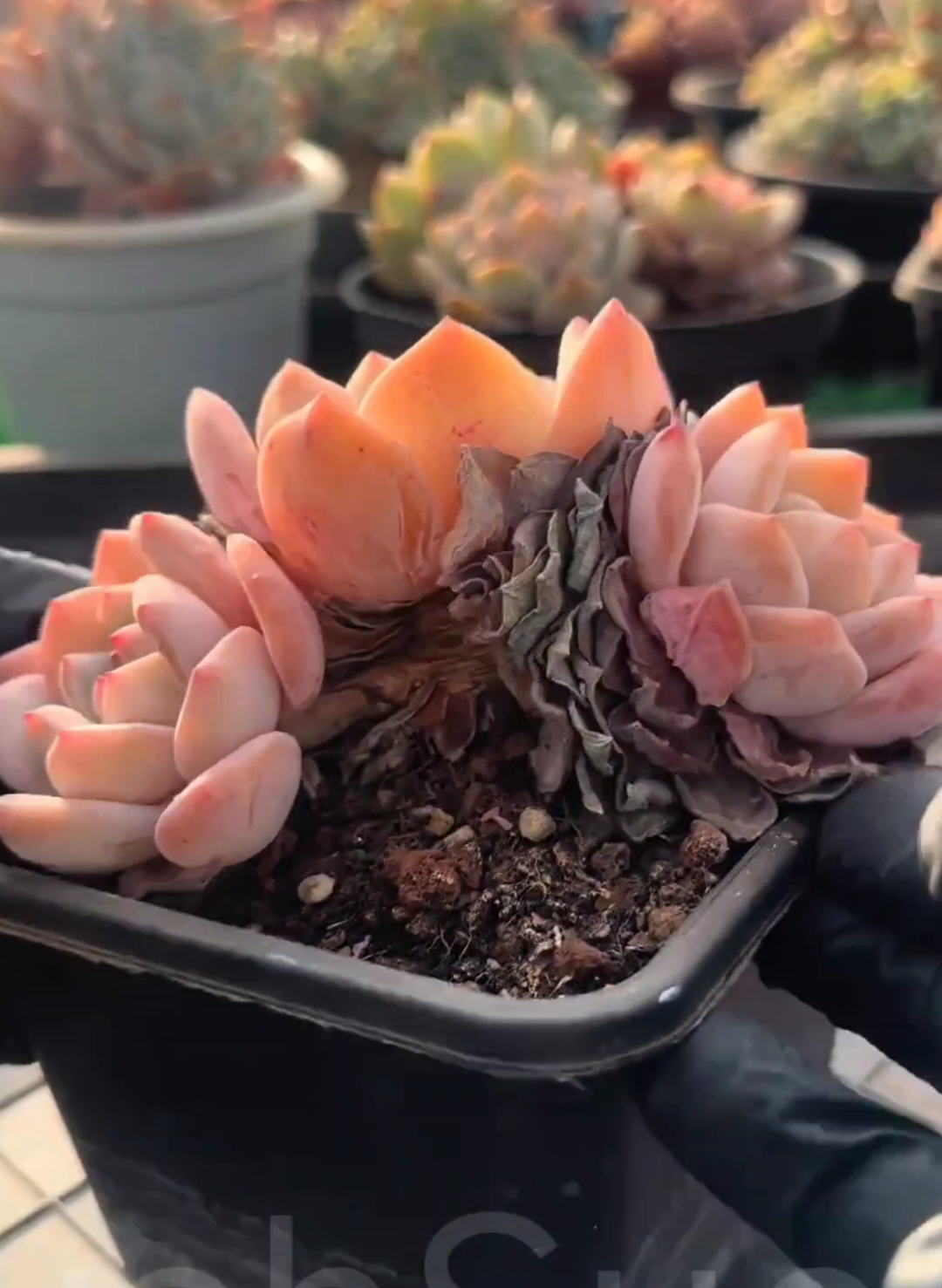 @LushSuccs