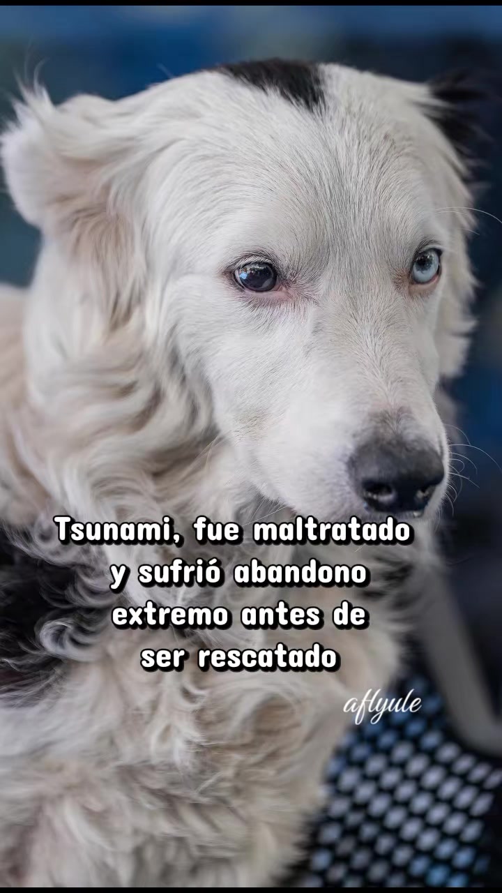 @ALFYULE