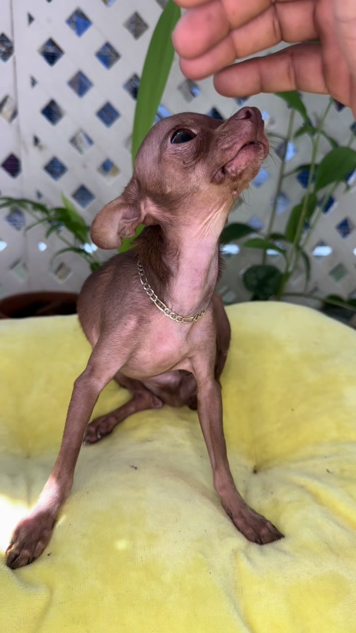 @mini.mew.offical