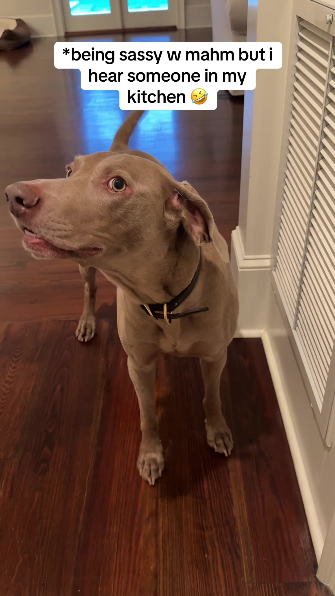 @Zoey the Weim