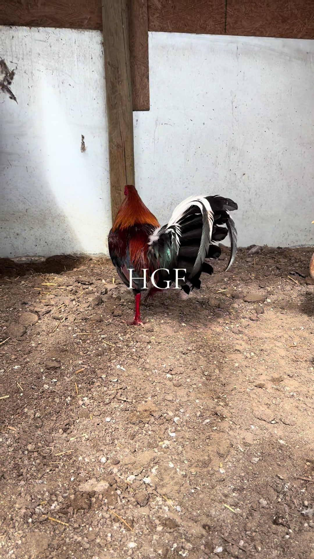 @H Gamefarm🔸