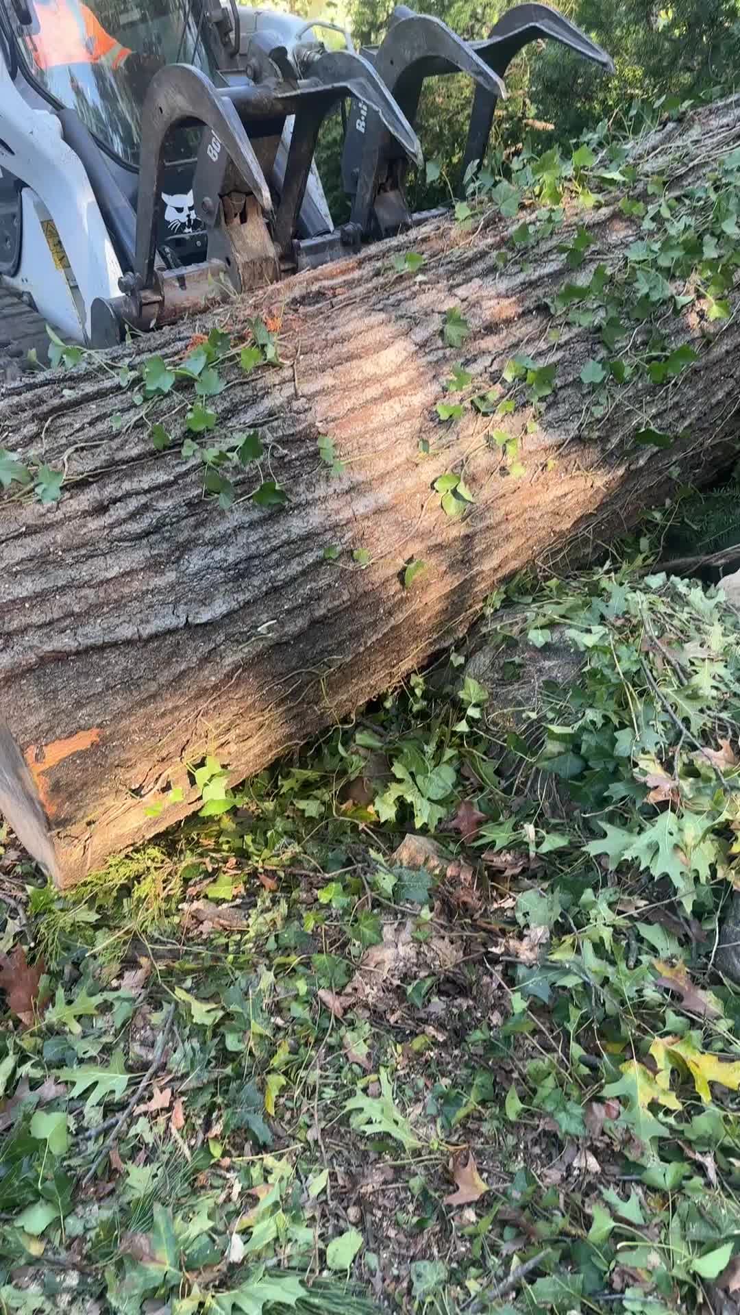 @Teto tree service